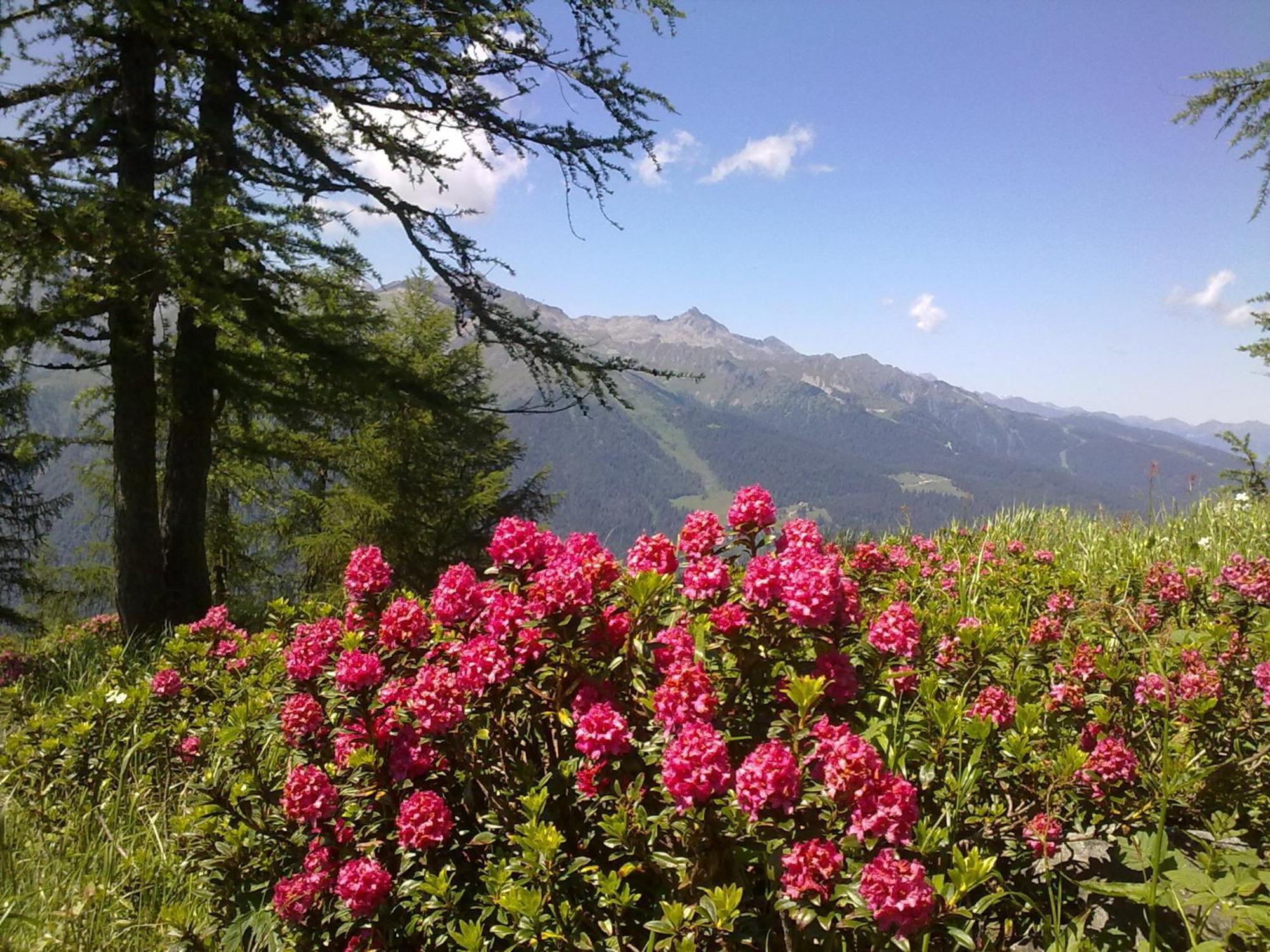 Hotel Alpina Pinzolo Extérieur photo